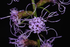 Liatris elegantula