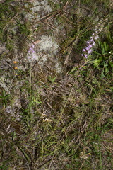 Liatris elegantula