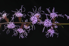 Liatris elegantula