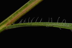 Liatris elegantula