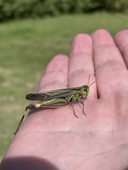 Aiolopus thalassinus