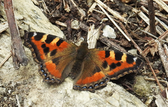 Aglais caschmirensis