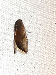 Micrathetis canifimbria