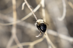 Anthophora phaceliae