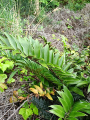 Asplenium obtusatum