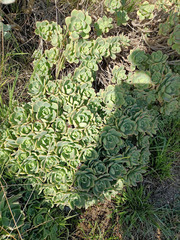 Aeonium haworthii