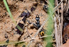 Myrmecia gilberti