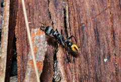 Myrmecia gilberti