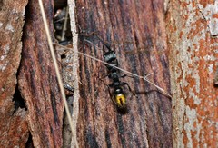 Myrmecia gilberti