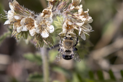 Anthophora phaceliae