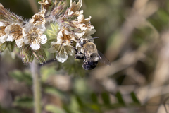 Anthophora phaceliae