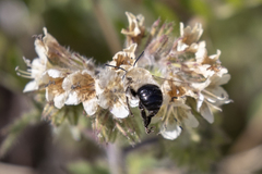 Anthophora phaceliae