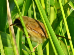 Prinia subflava pondoensis