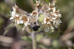 Anthophora phaceliae