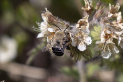 Anthophora phaceliae