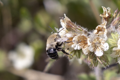 Anthophora phaceliae