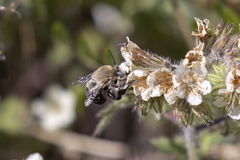 Anthophora phaceliae