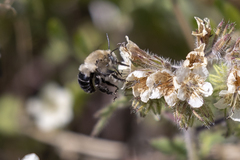 Anthophora phaceliae