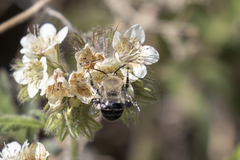 Anthophora phaceliae