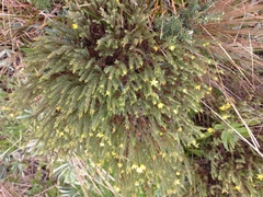 Hypericum lancioides