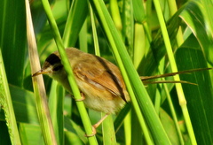 Prinia subflava pondoensis