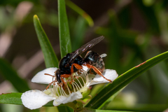 Sericophorus