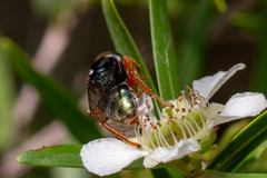 Sericophorus