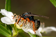 Sericophorus