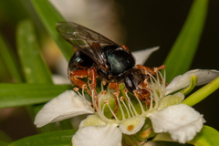 Sericophorus