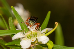 Sericophorus