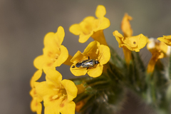 Plagiognathus moerens