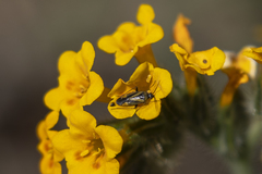 Plagiognathus moerens