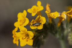 Plagiognathus moerens