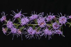 Liatris elegantula