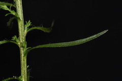 Liatris elegantula