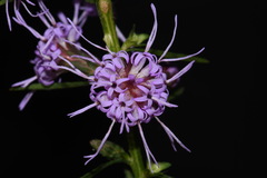 Liatris elegantula