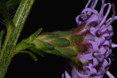 Liatris elegantula