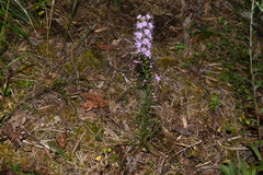 Liatris elegantula