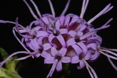 Liatris elegantula