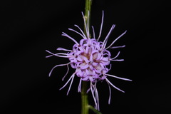 Liatris elegantula