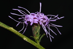 Liatris elegantula