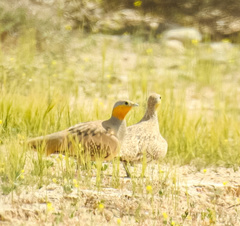 Pterocles senegallus