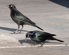 Euphagus cyanocephalus