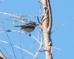 Polioptila nigriceps