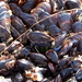 California Mussel - Photo (c) kqedquest, some rights reserved (CC BY-NC)