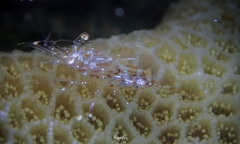 Periclimenes diversipes