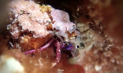 Calcinus haigae