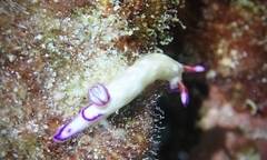 Hypselodoris violabranchia