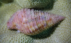 Pseudonebularia cucumerina