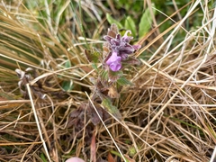 Stachys elliptica